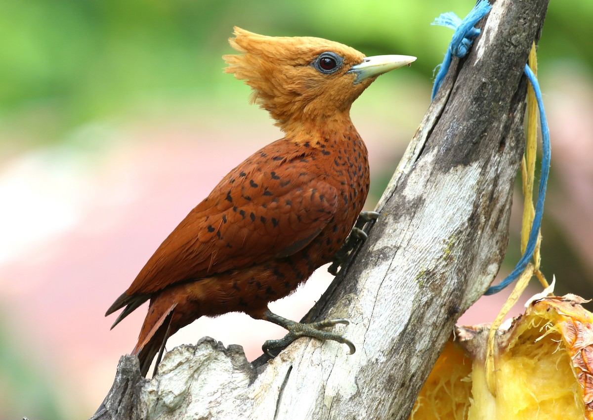 Chestnut-colored Woodpecker - ML162632161