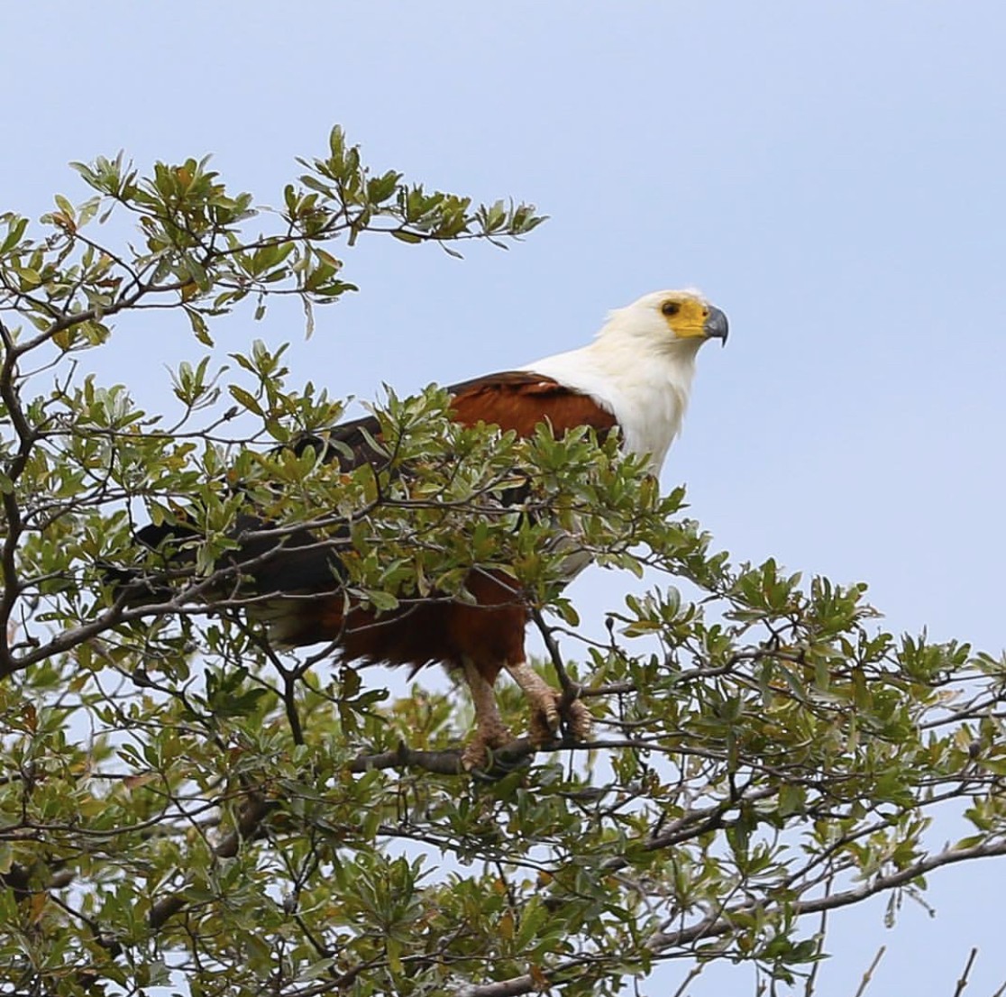 African Fish-Eagle - ML162632311