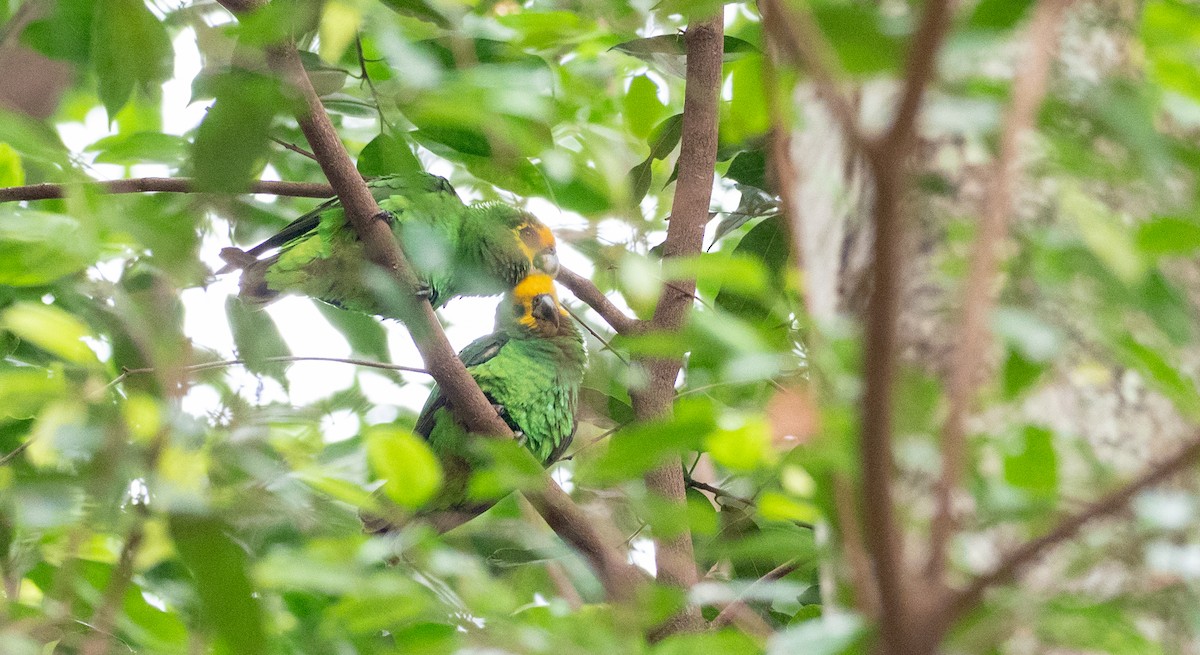 Yellow-fronted Parrot - ML162637251