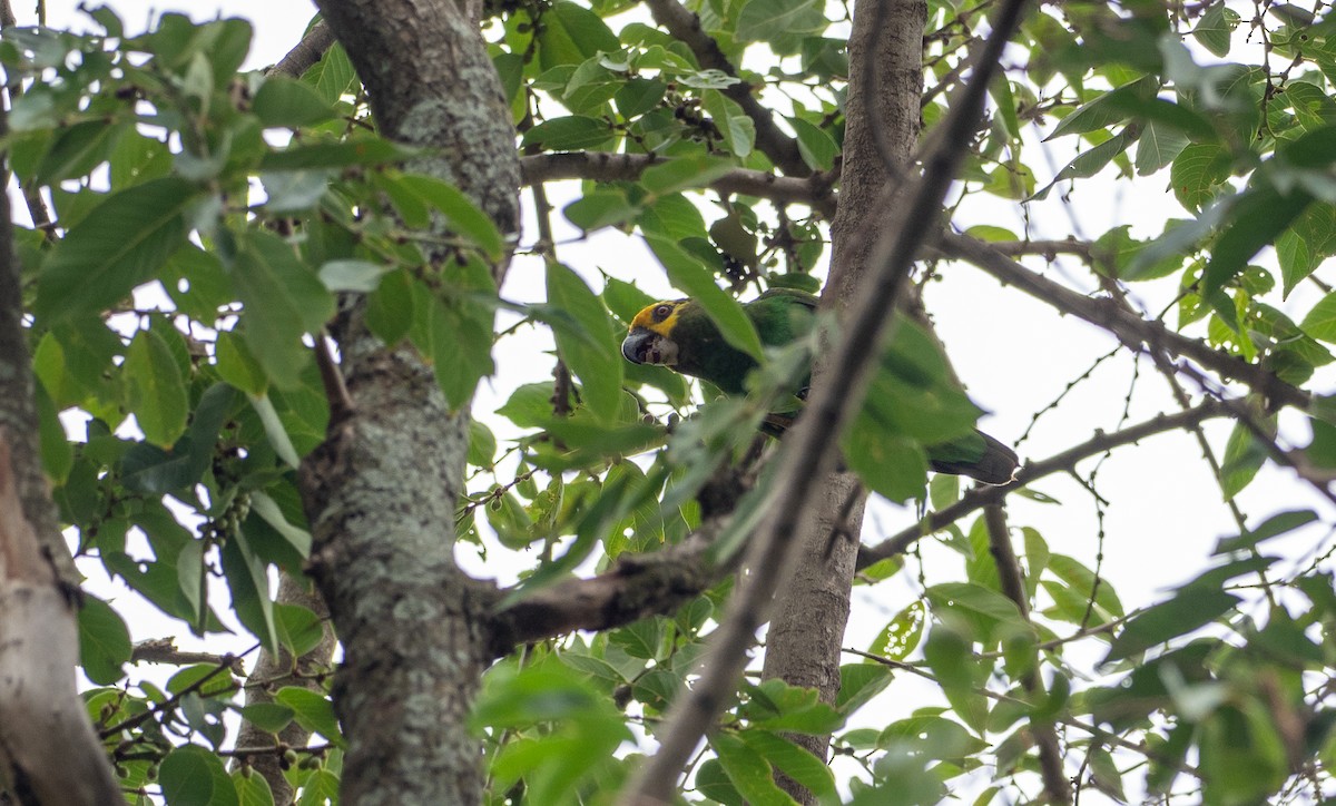 Yellow-fronted Parrot - ML162637261