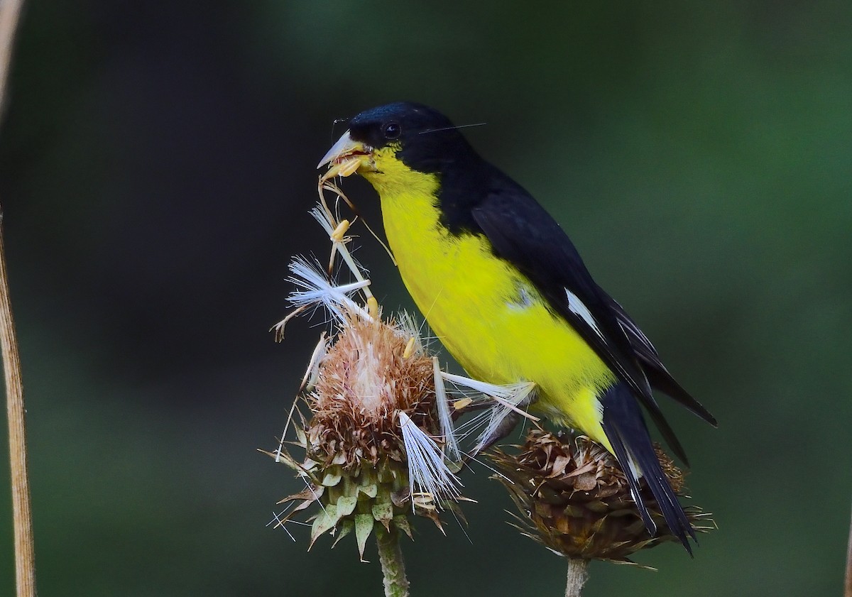 Lesser Goldfinch - Ad Konings