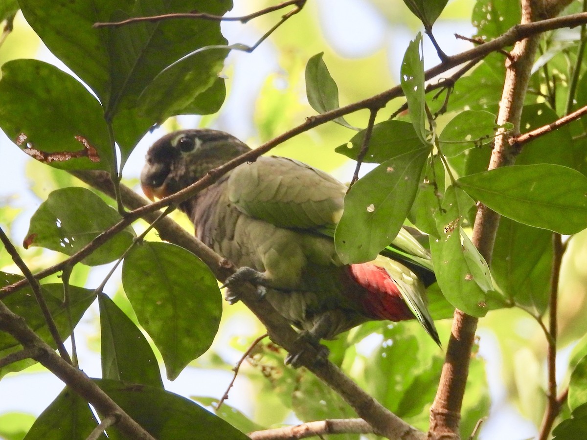 Scaly-headed Parrot - ML162639571