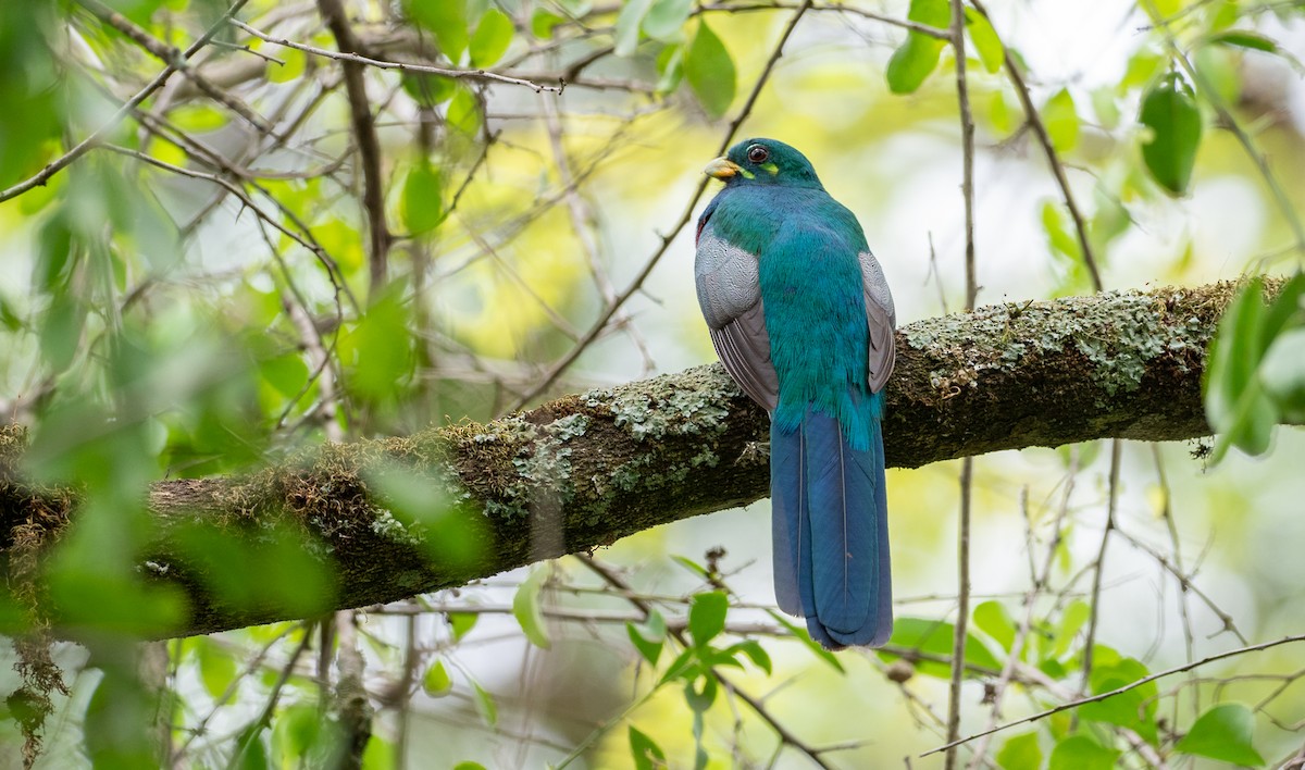 Narina Trogon - Forest Botial-Jarvis