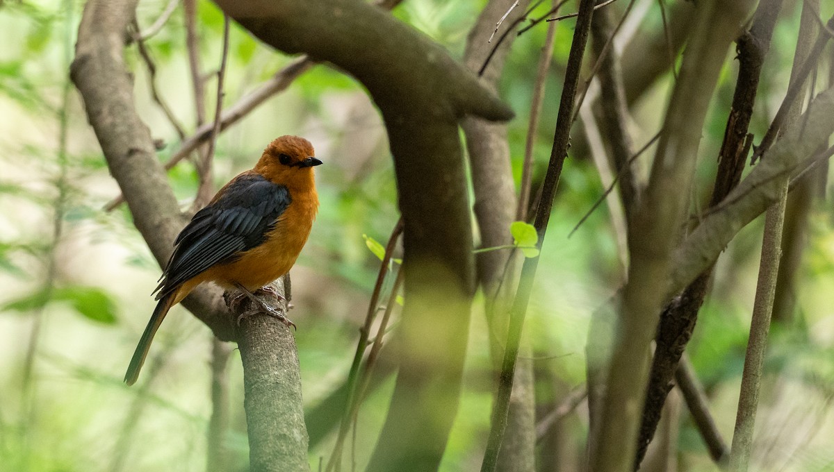 Red-capped Robin-Chat - ML162640881