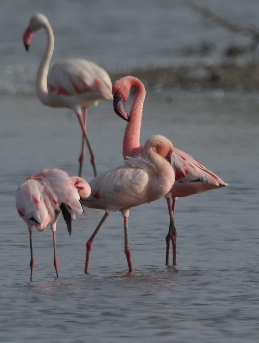 Lesser Flamingo - ML162641711