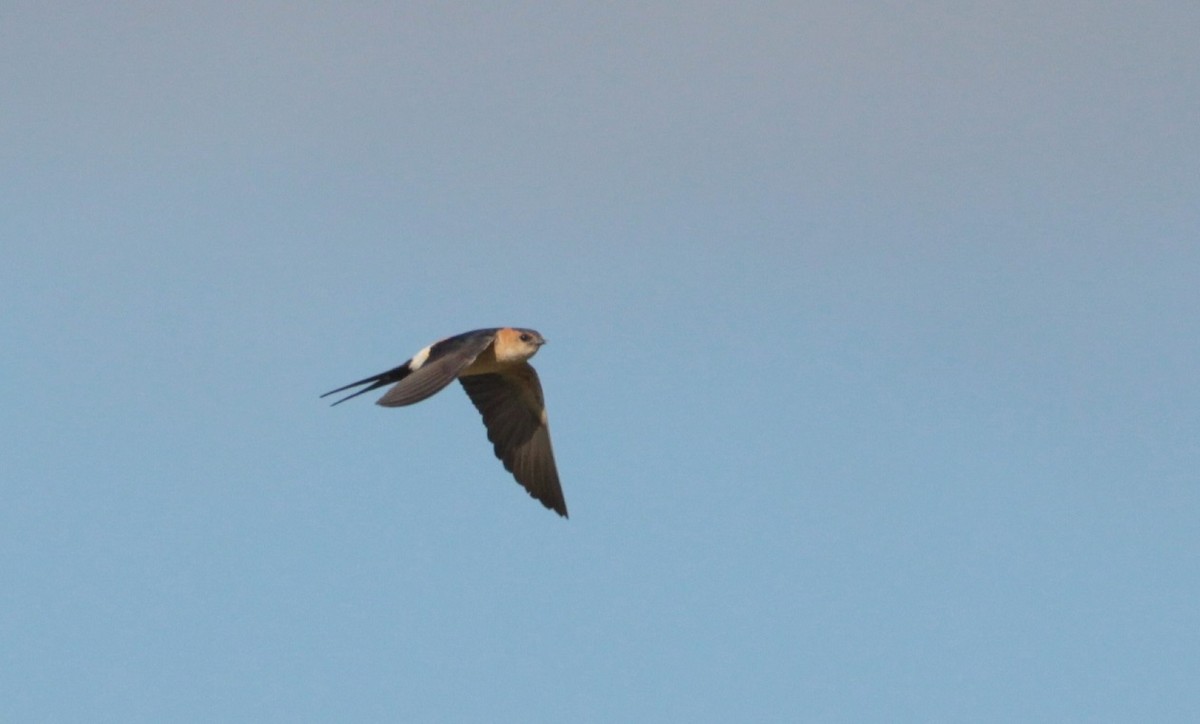 Red-rumped Swallow - ML162641901