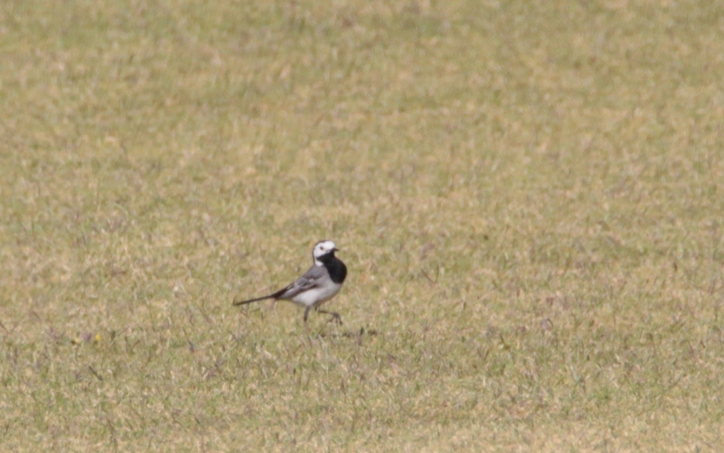 White Wagtail - Nelson Fonseca