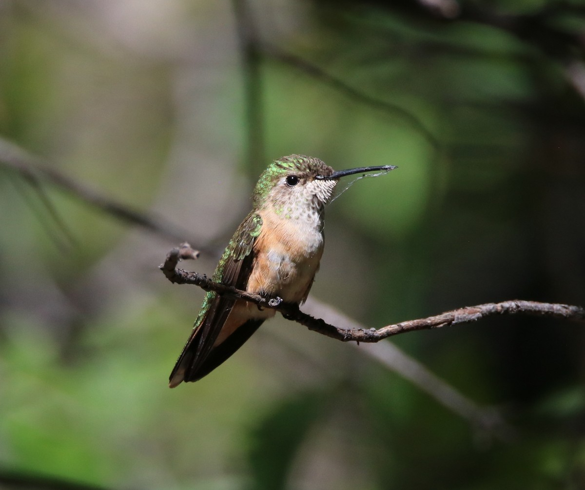 Broad-tailed Hummingbird - Rod Schmidt