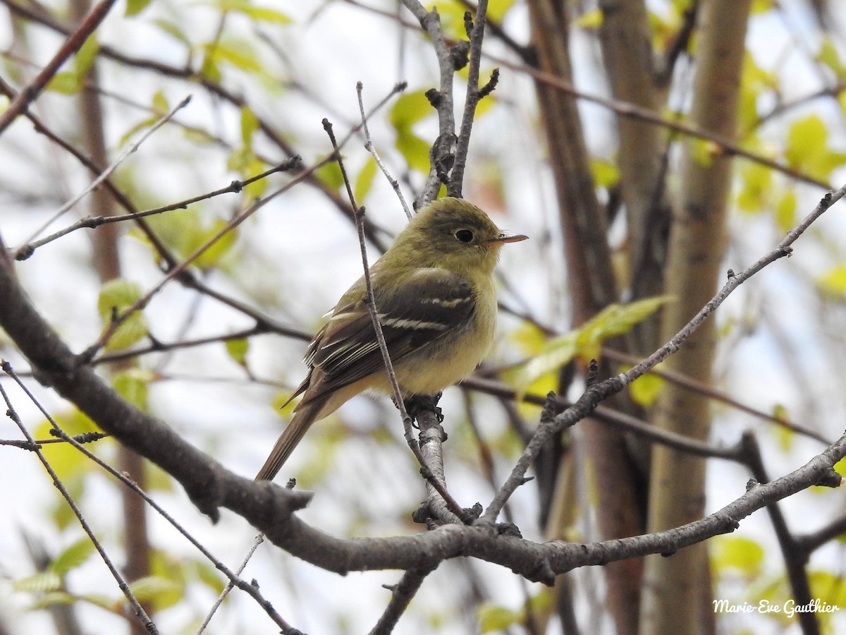 Yellow-bellied Flycatcher - Marie-eve Gauthier