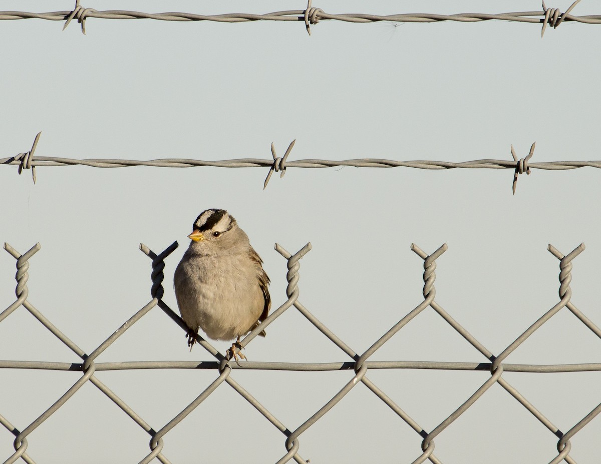 White-crowned Sparrow - ML162643231