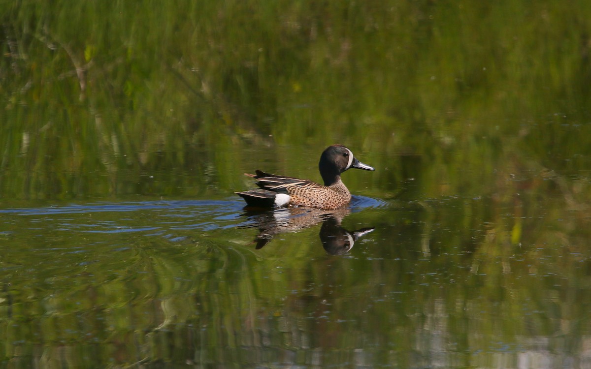 Blue-winged Teal - ML162648381