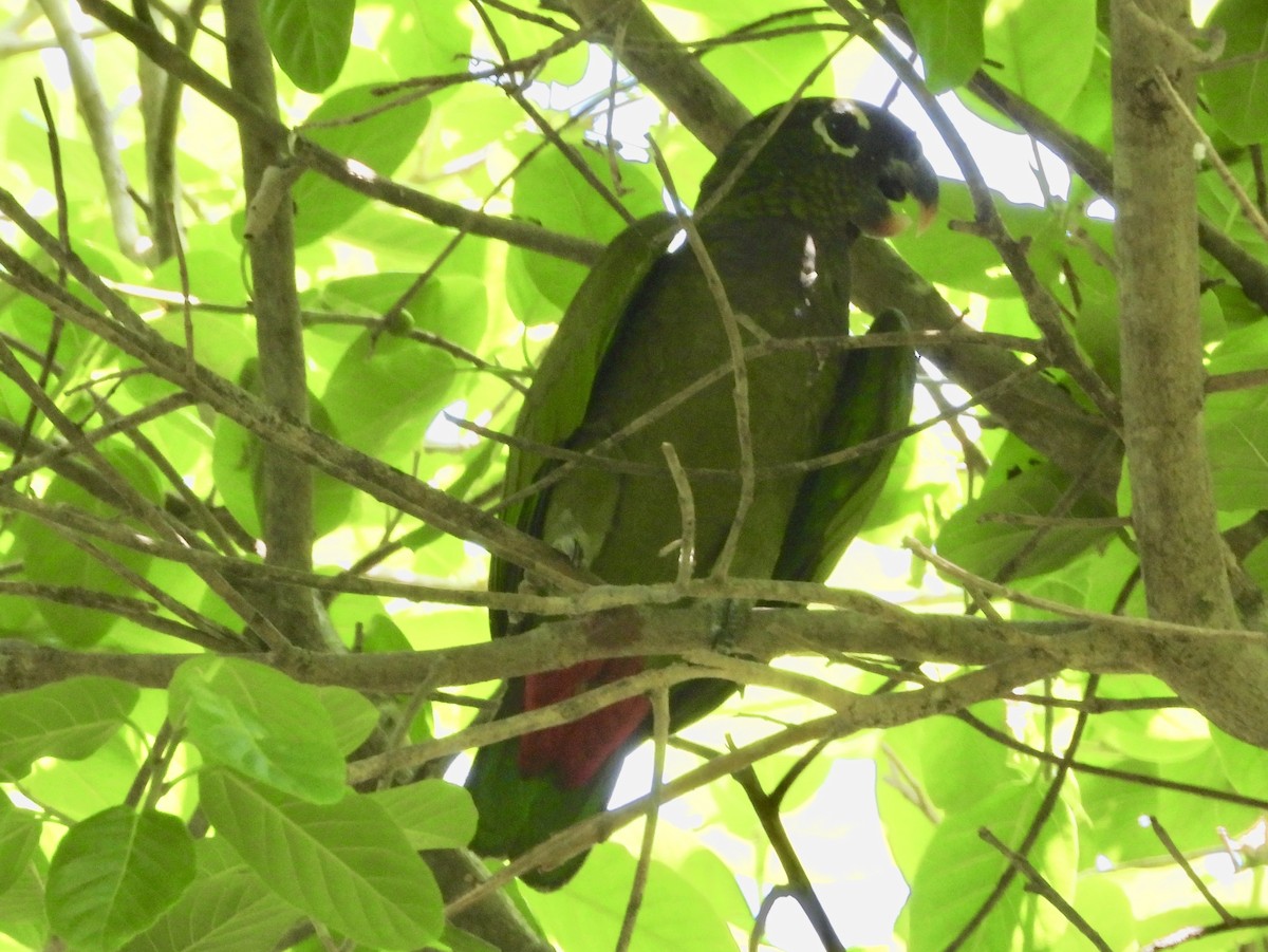 Scaly-headed Parrot - ML162650251