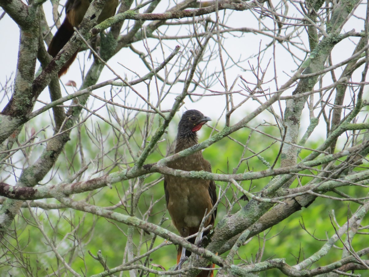 Rufous-vented Chachalaca - Gabriel Utria - Quetzal Birdwatch