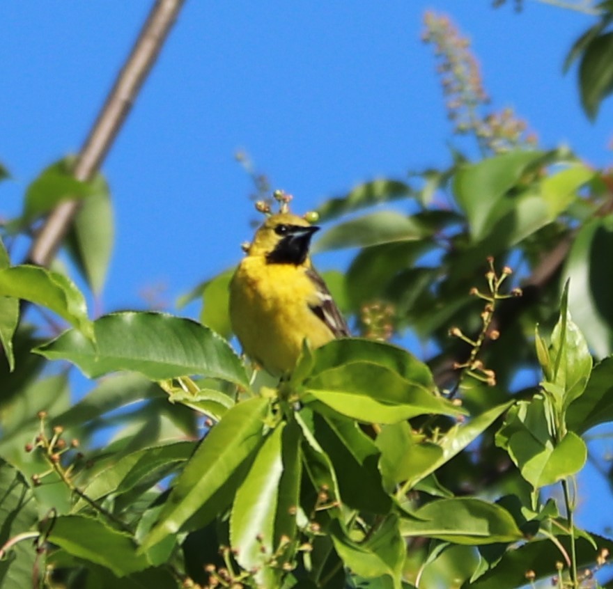 Orchard Oriole - ML162653221