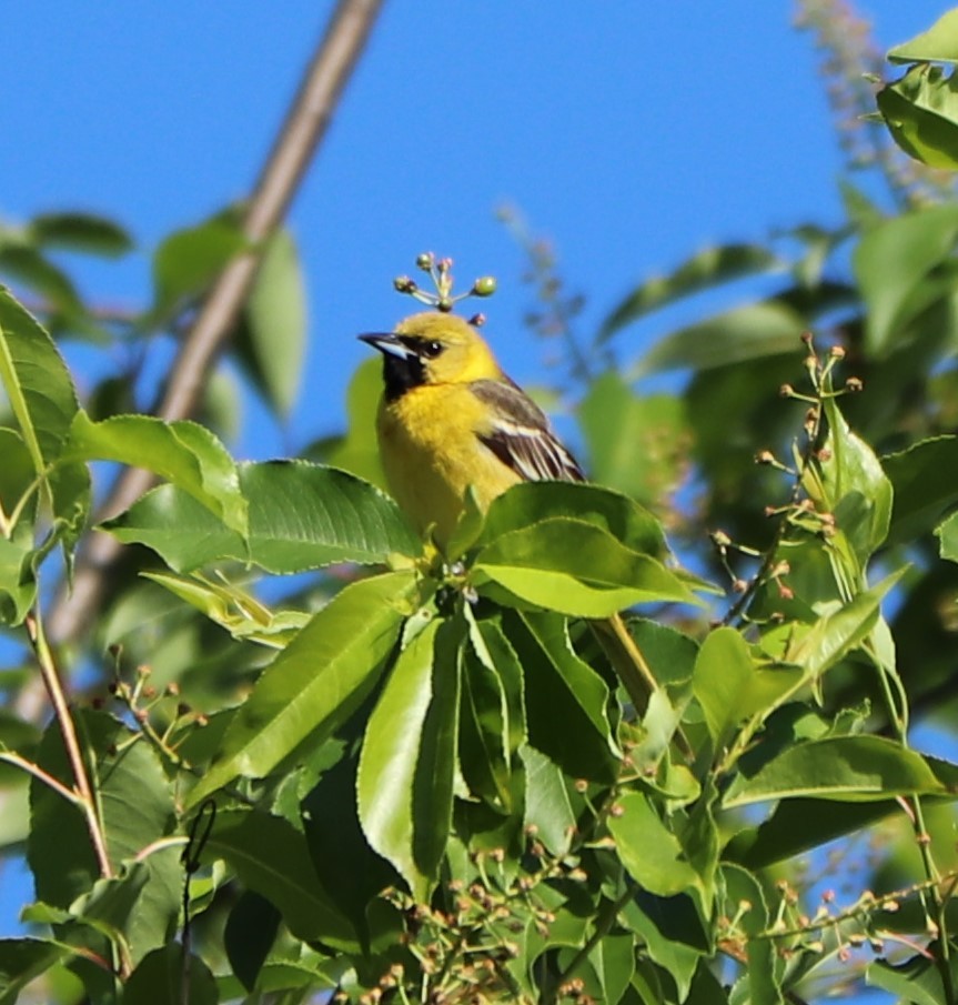 Orchard Oriole - ML162653241