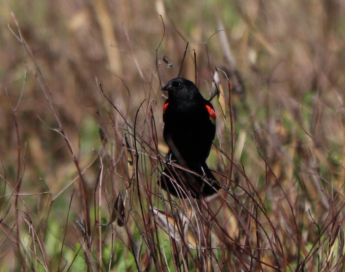 Red-winged Blackbird - ML162653541