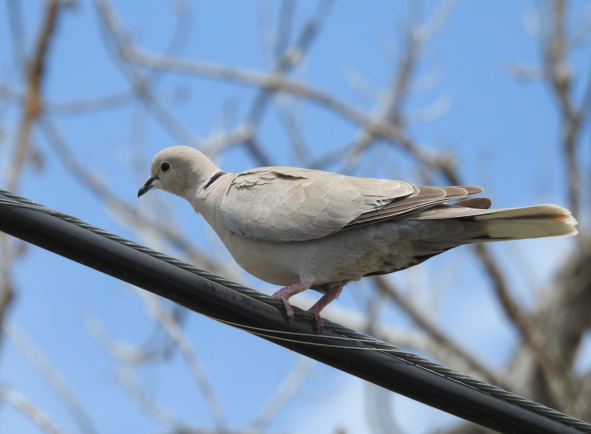 Eurasian Collared-Dove - ML162655001