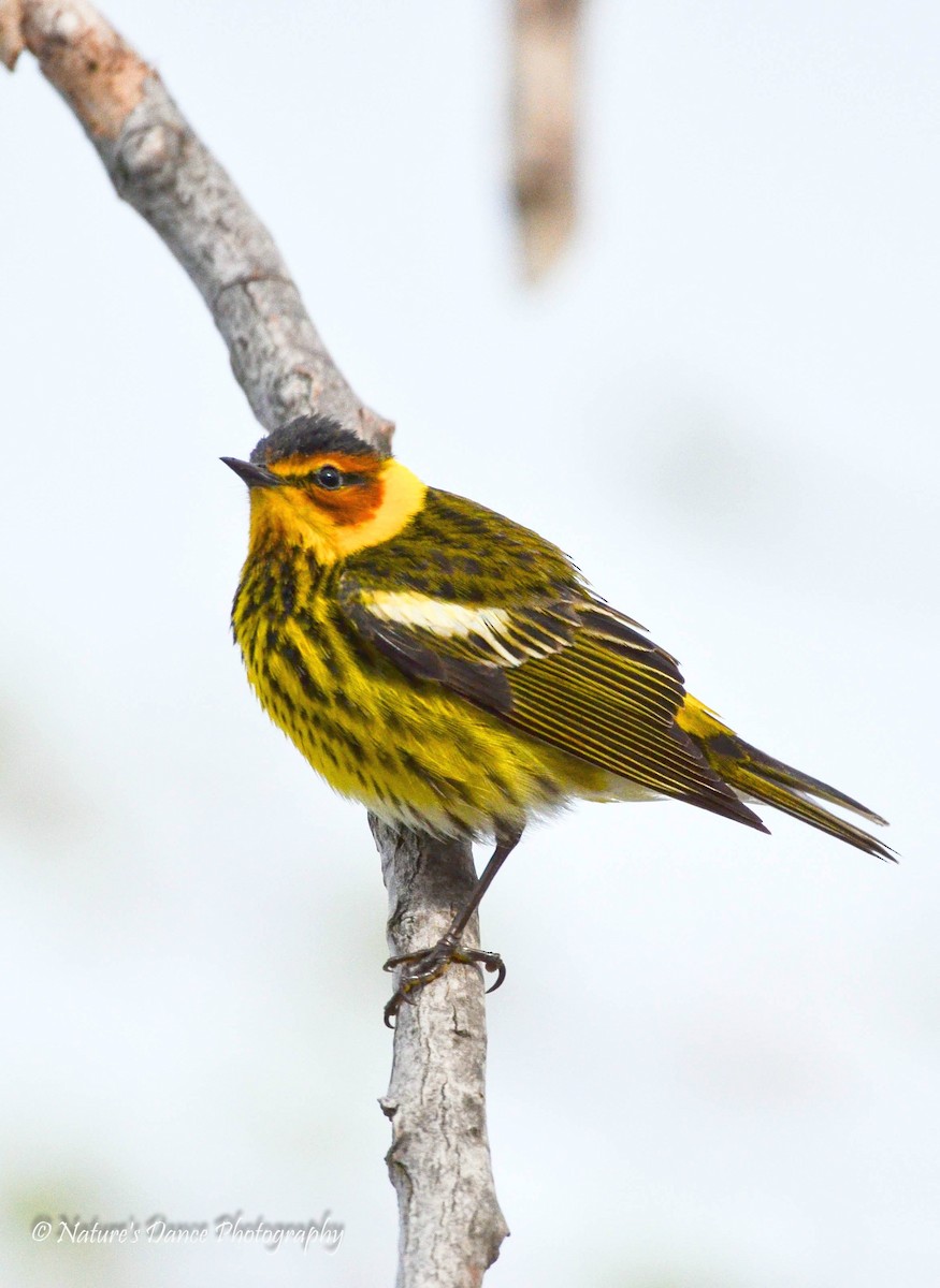 Cape May Warbler - ML162655751