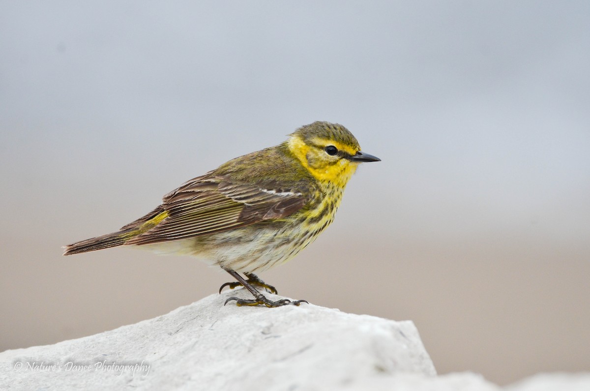 Cape May Warbler - ML162656401