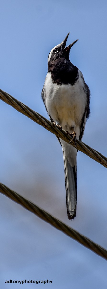 White-browed Wagtail - ML162656871