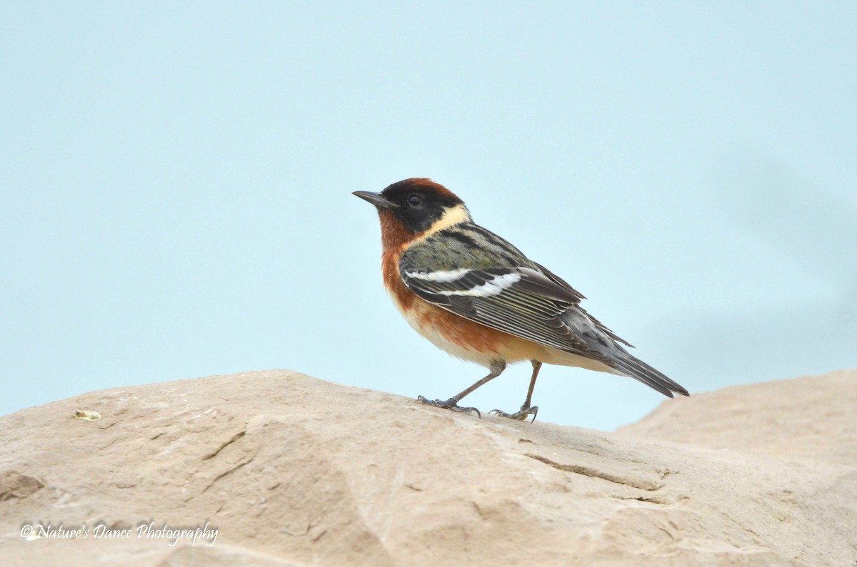 Bay-breasted Warbler - ML162656891