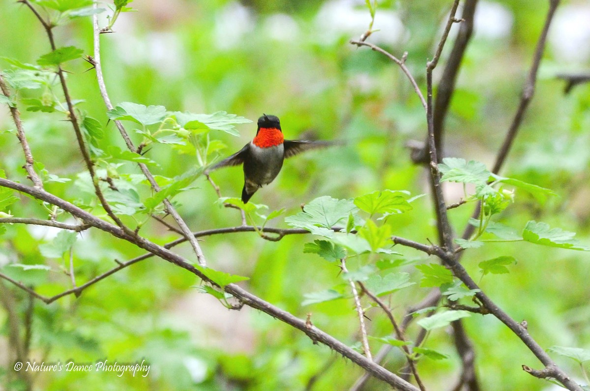 Ruby-throated Hummingbird - ML162657881