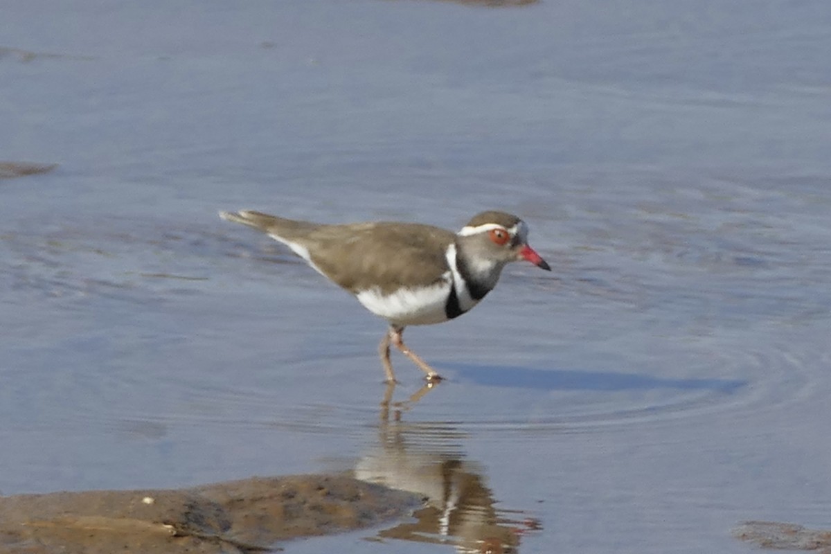 Three-banded Plover (African) - ML162661511