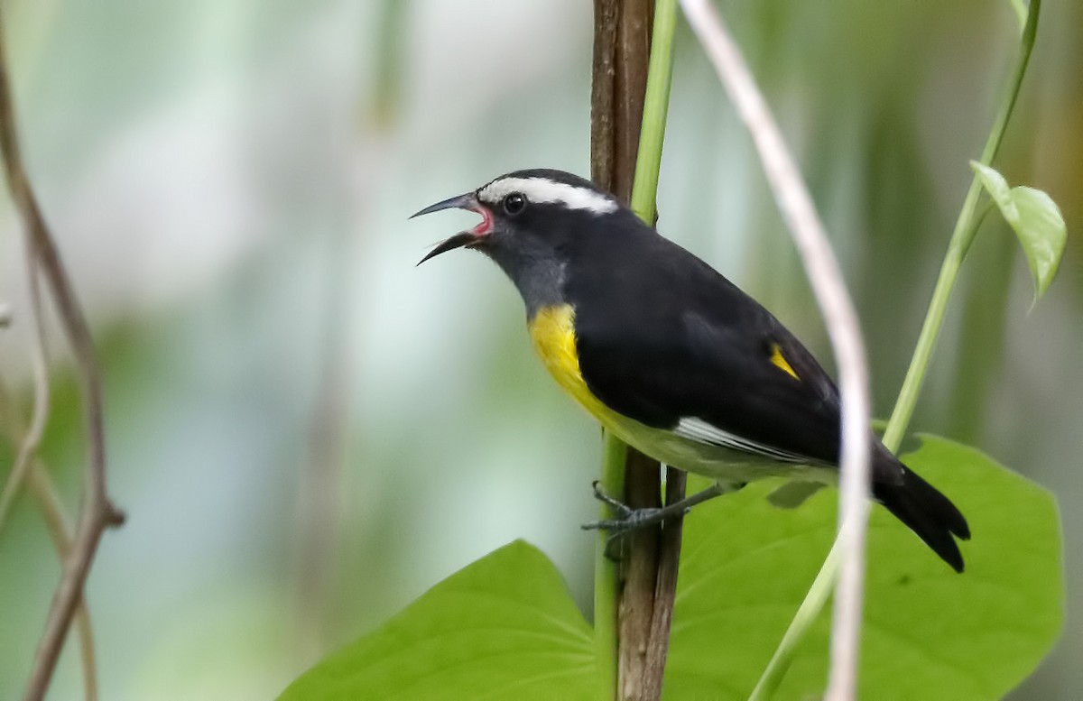 Bananaquit (Greater Antillean) - Dave Curtis