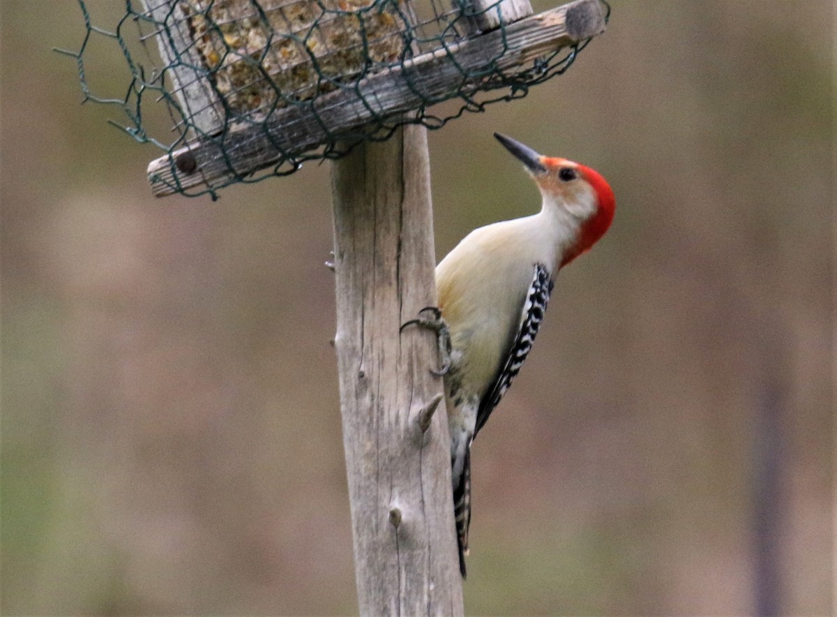 Red-bellied Woodpecker - Blair Bernson