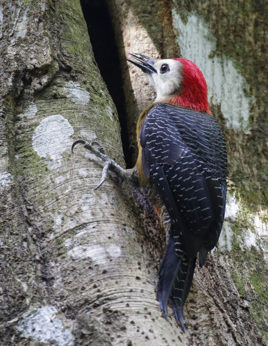 Jamaican Woodpecker - Dave Curtis