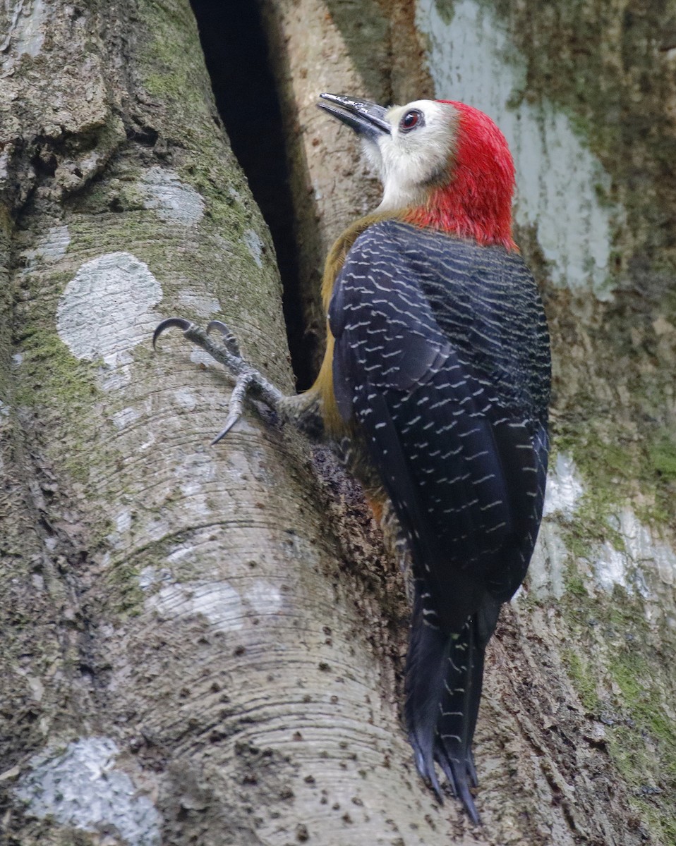 Jamaican Woodpecker - ML162664281
