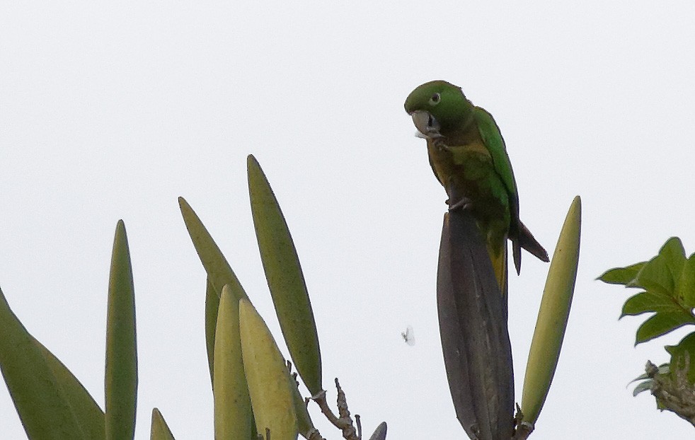 Olive-throated Parakeet - ML162664301