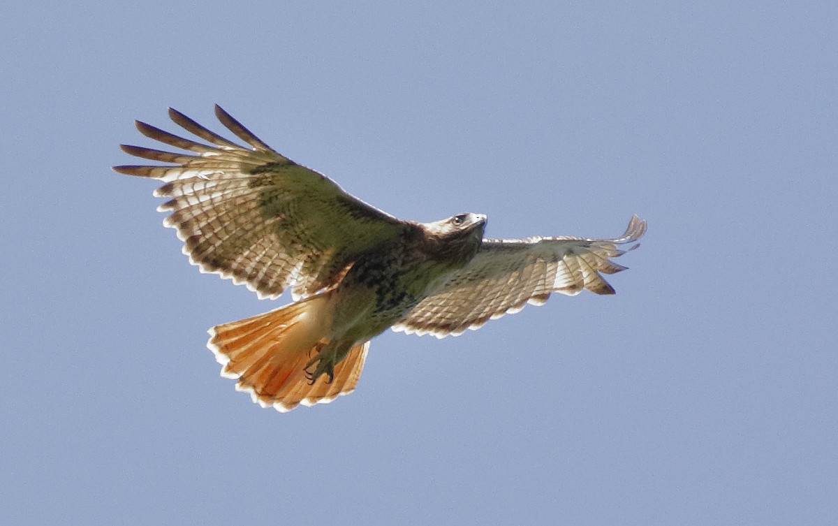 Red-tailed Hawk (jamaicensis) - ML162664871