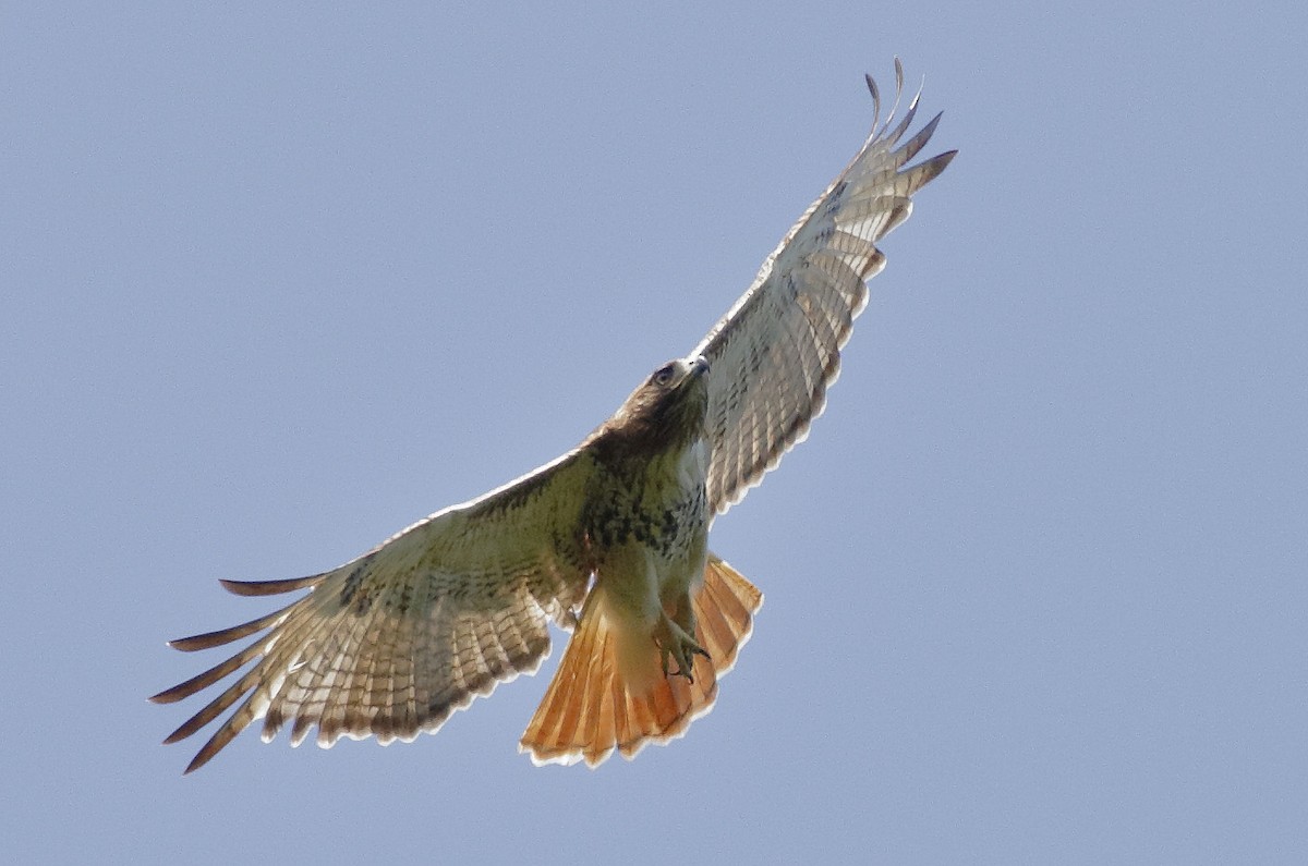 Red-tailed Hawk (jamaicensis) - ML162664881