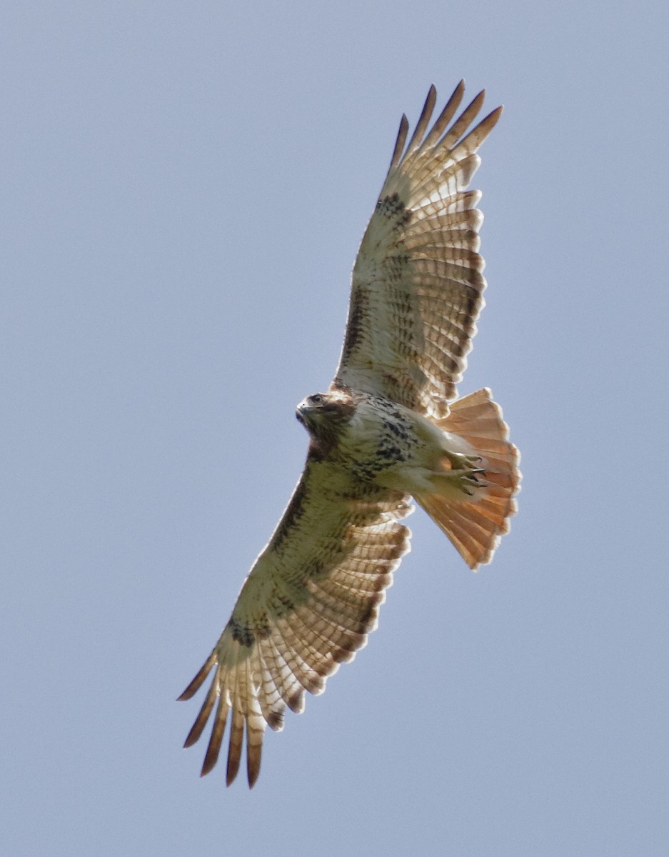 Red-tailed Hawk (jamaicensis) - Dave Curtis