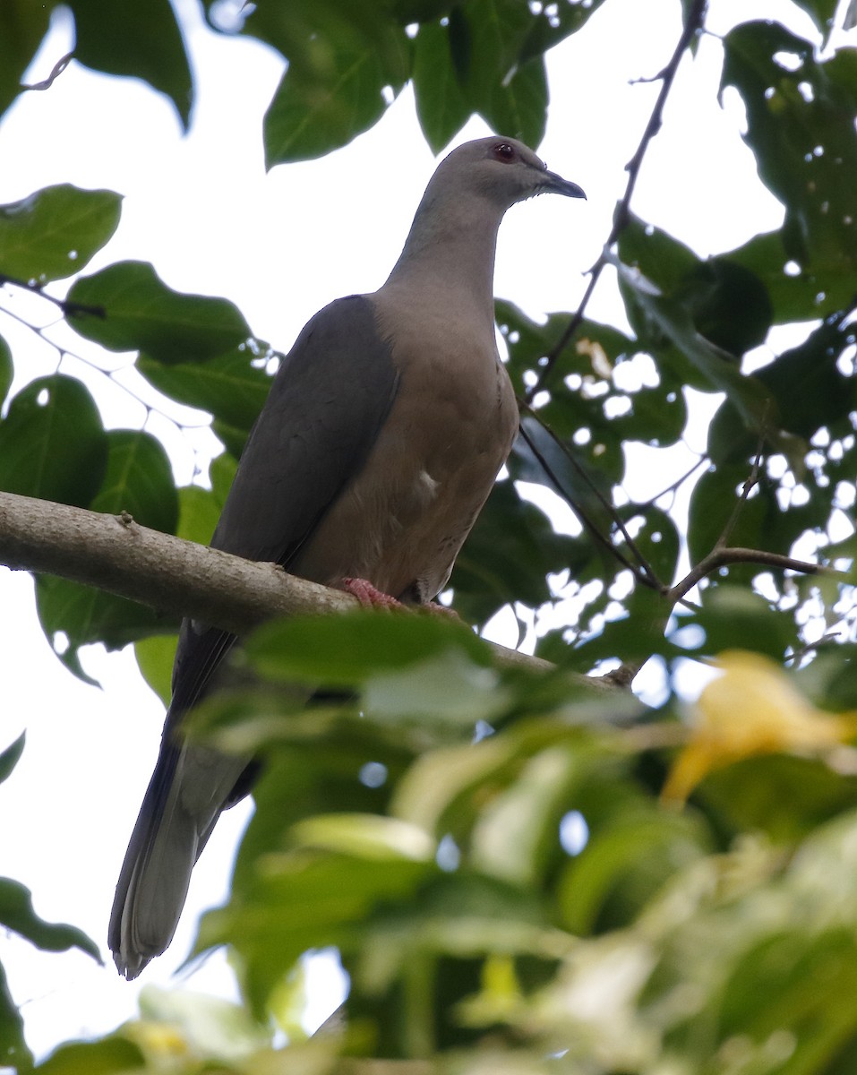 Ring-tailed Pigeon - ML162665041