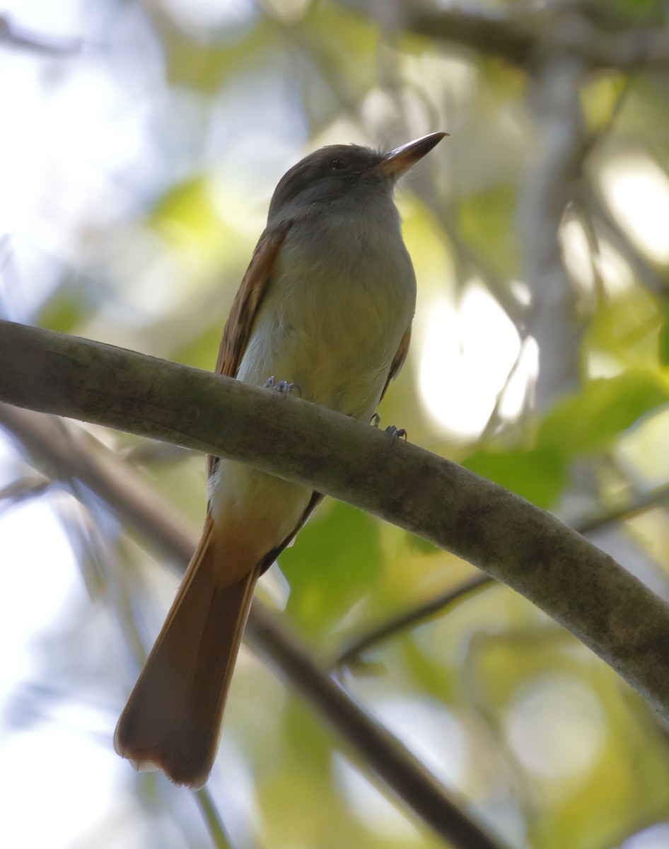 Rufous-tailed Flycatcher - ML162665211