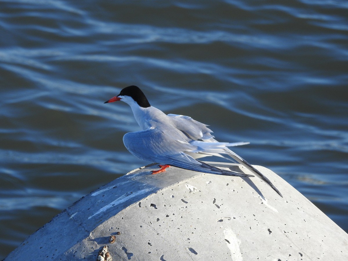 Common Tern - ML162667271