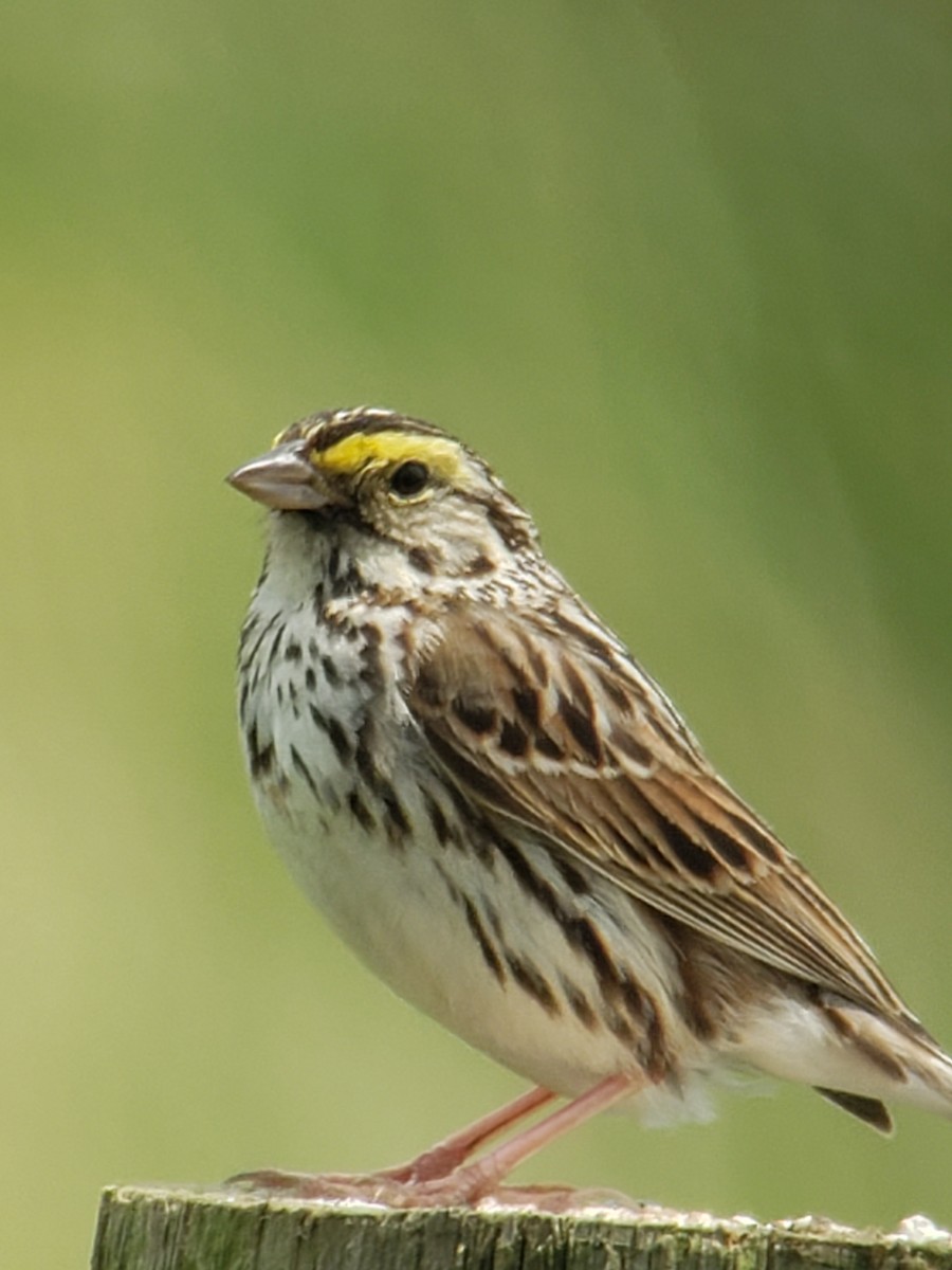 Savannah Sparrow - ML162669861