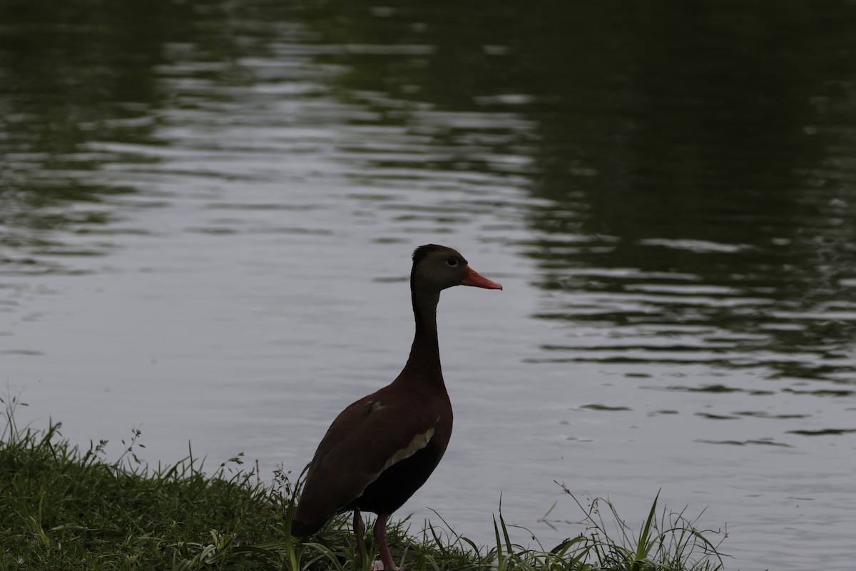 Black-bellied Whistling-Duck - ML162673821