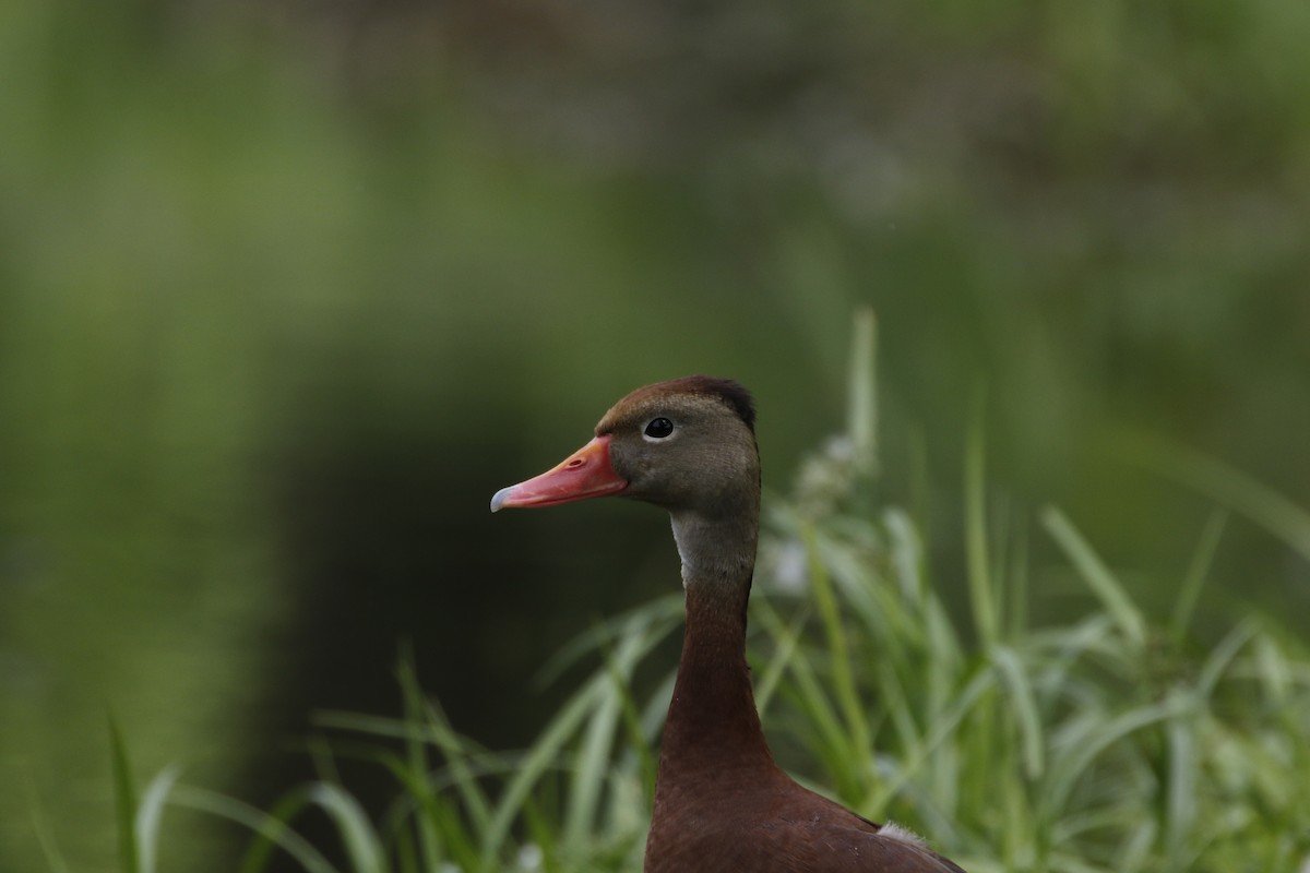 Black-bellied Whistling-Duck - ML162673831
