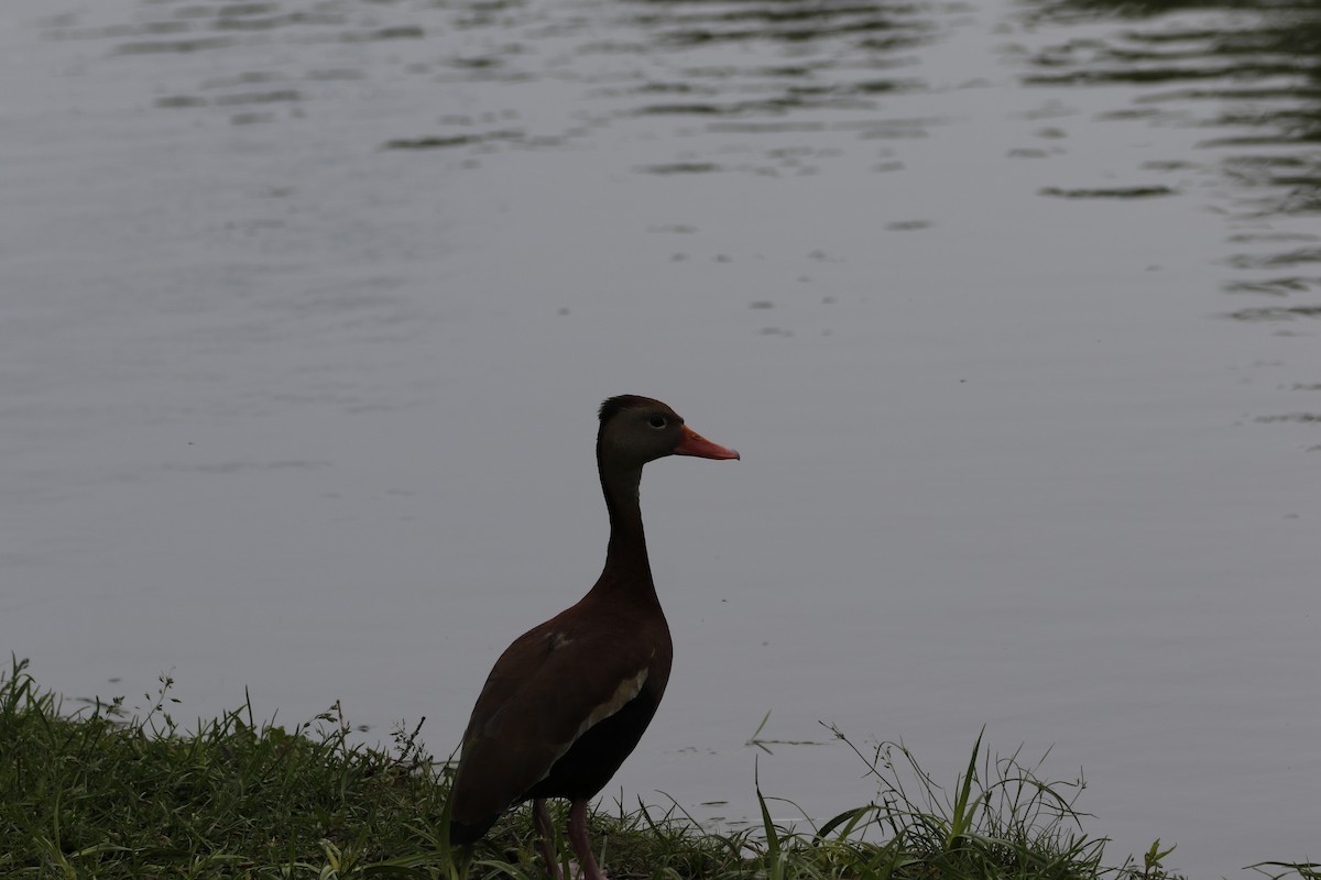 Black-bellied Whistling-Duck - ML162674141