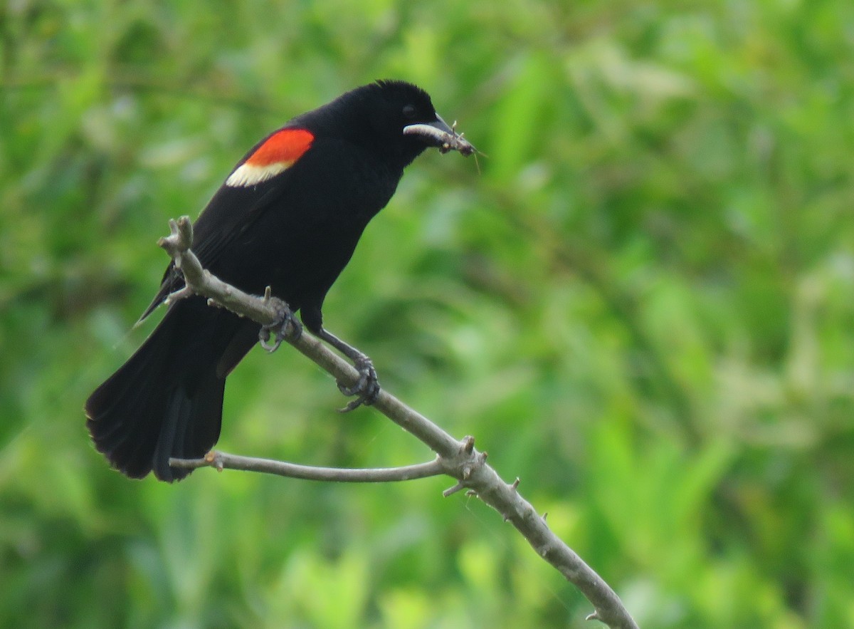 Red-winged Blackbird - ML162679081