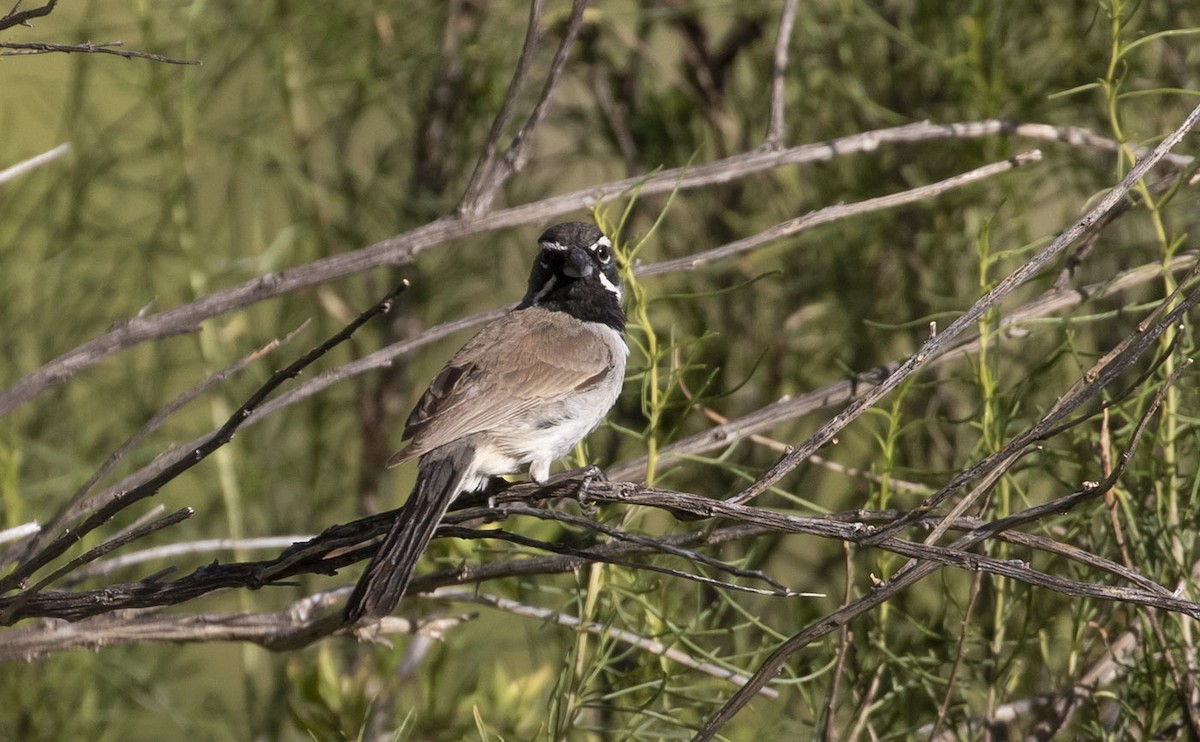 Black-throated Sparrow - Michael Todd