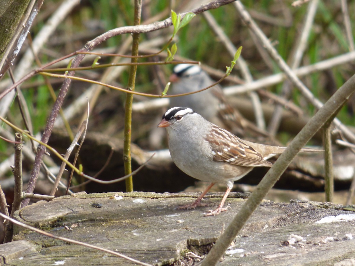White-crowned Sparrow - C Douglas