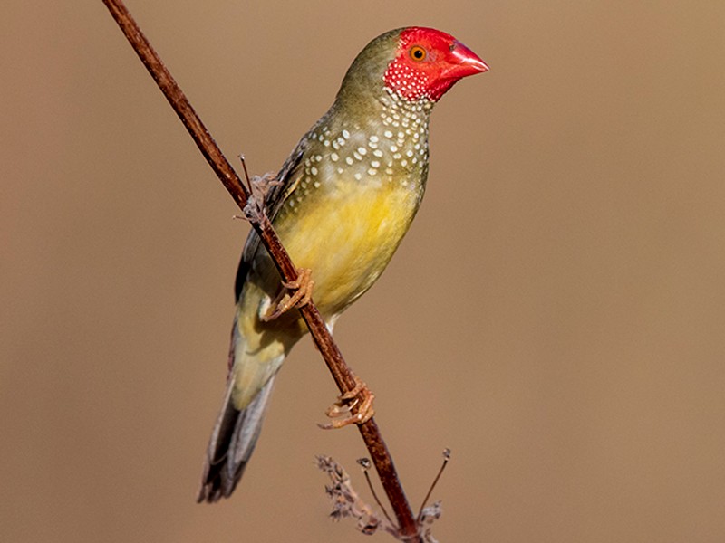 Star Finch - Laurie Ross | Tracks Birding & Photography Tours