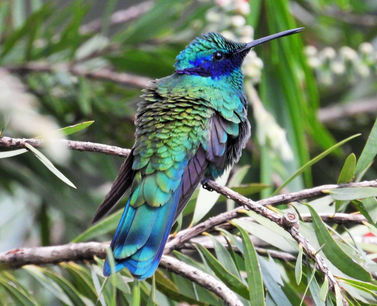 kolibřík modrolící - ML162687281