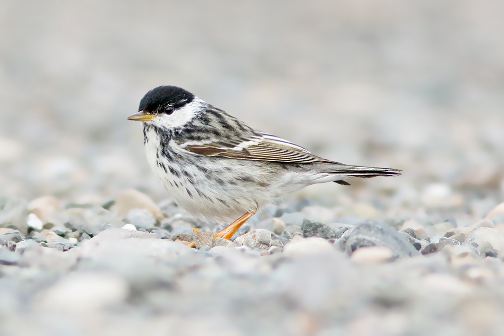 Blackpoll Warbler - Albini Couture