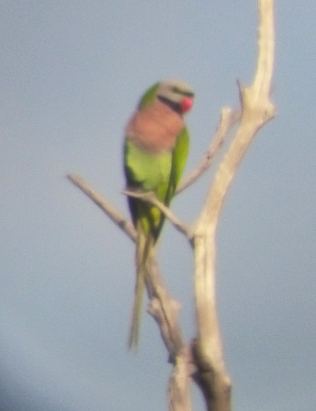 Red-breasted Parakeet - Narca Moore