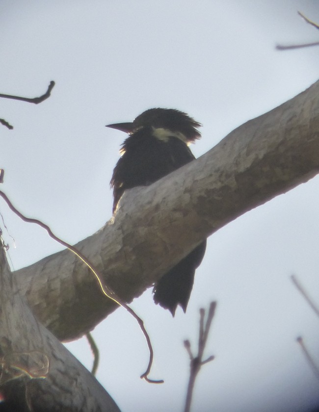 Black-and-buff Woodpecker - Narca Moore